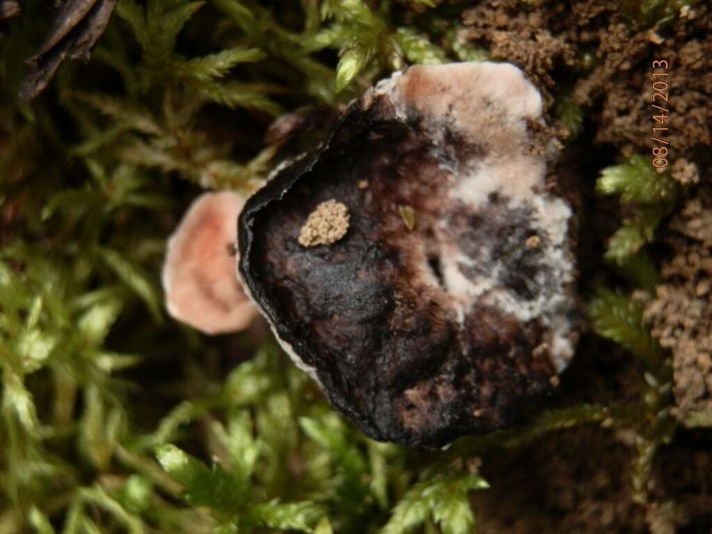 Image of Hydnellum peckii Banker 1912