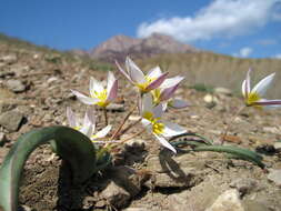 Image of Tulipa biflora Pall.