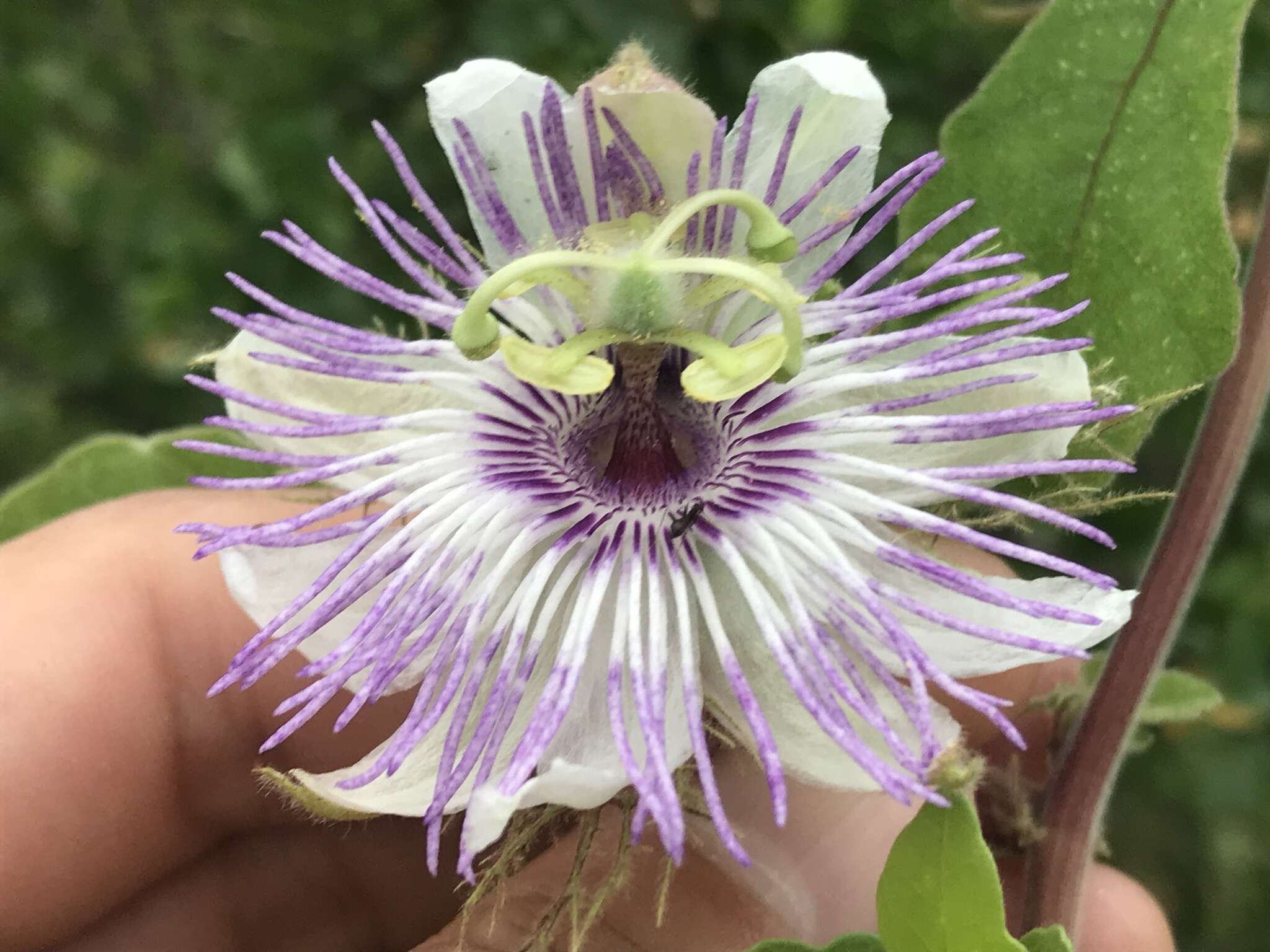 Passiflora arida (Mast. & Rose) Killip的圖片