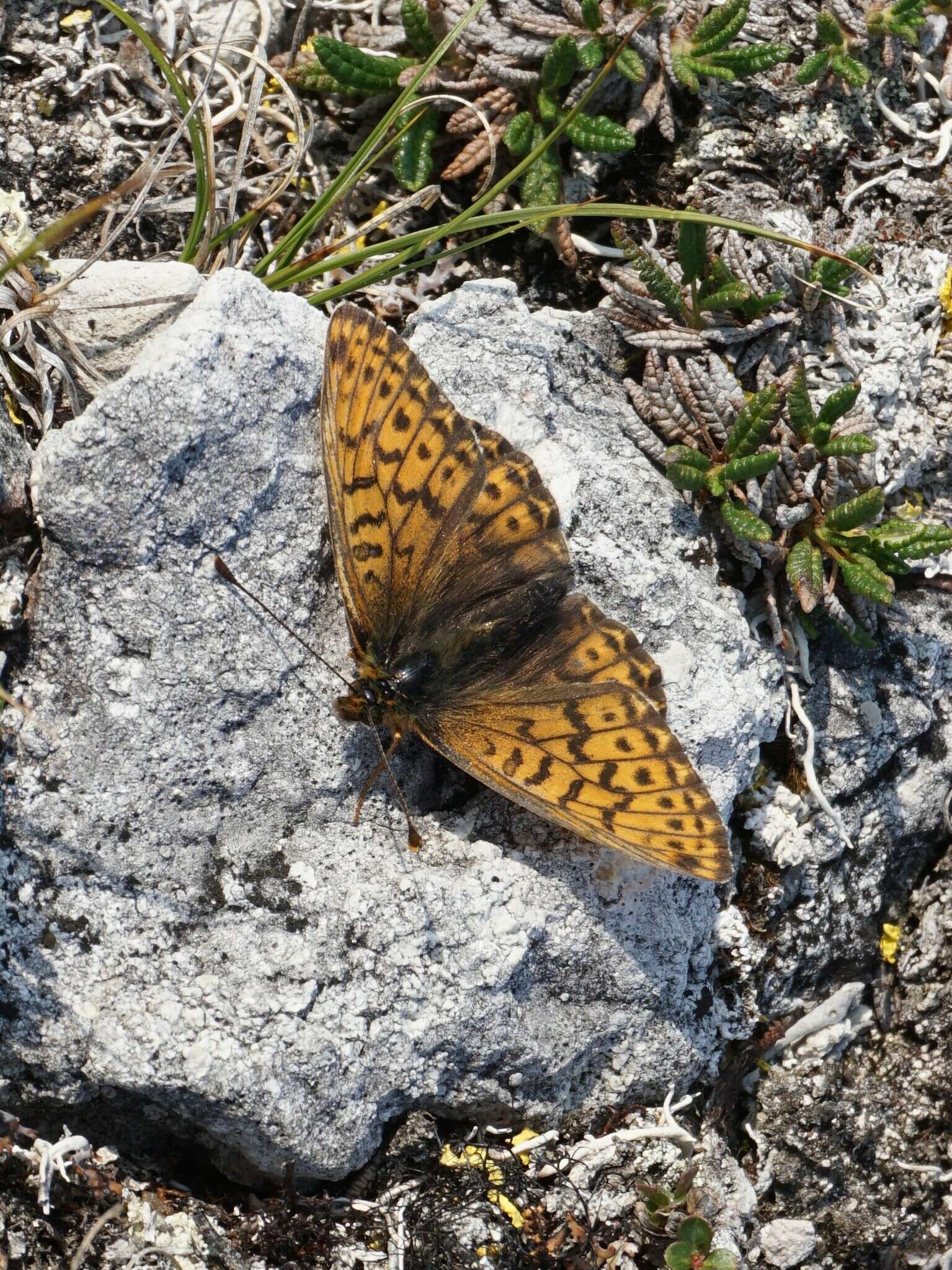 Plancia ëd Boloria astarte distincta (Gibson 1920)