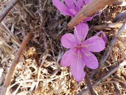 Image of Colchicum feinbruniae K. Perss.