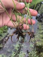 Imagem de Cyperus lanceolatus Poir.