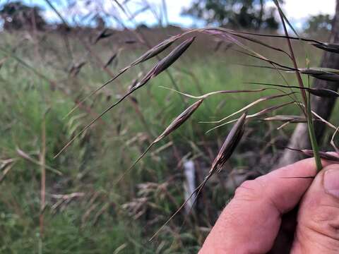 Plancia ëd Themeda avenacea (F. Muell.) T. Durand & B. D. Jacks.