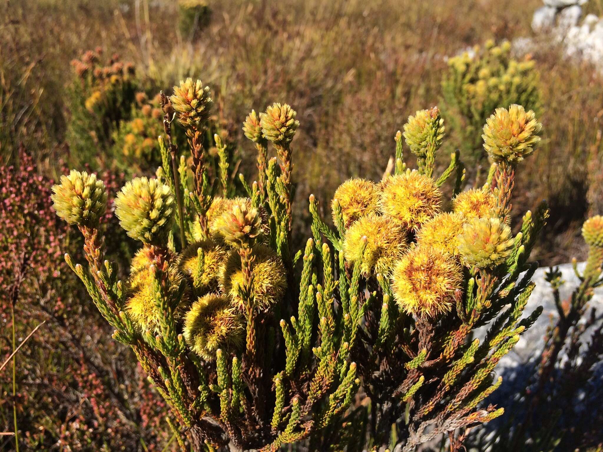 صورة Brunia fragarioides Willd.