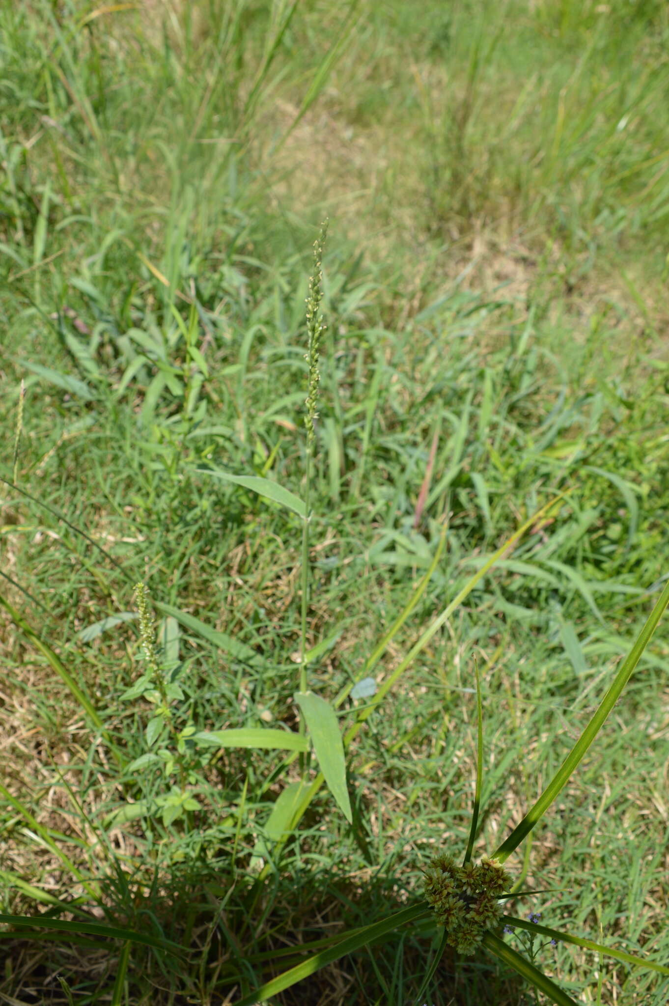 Image of Texas signalgrass