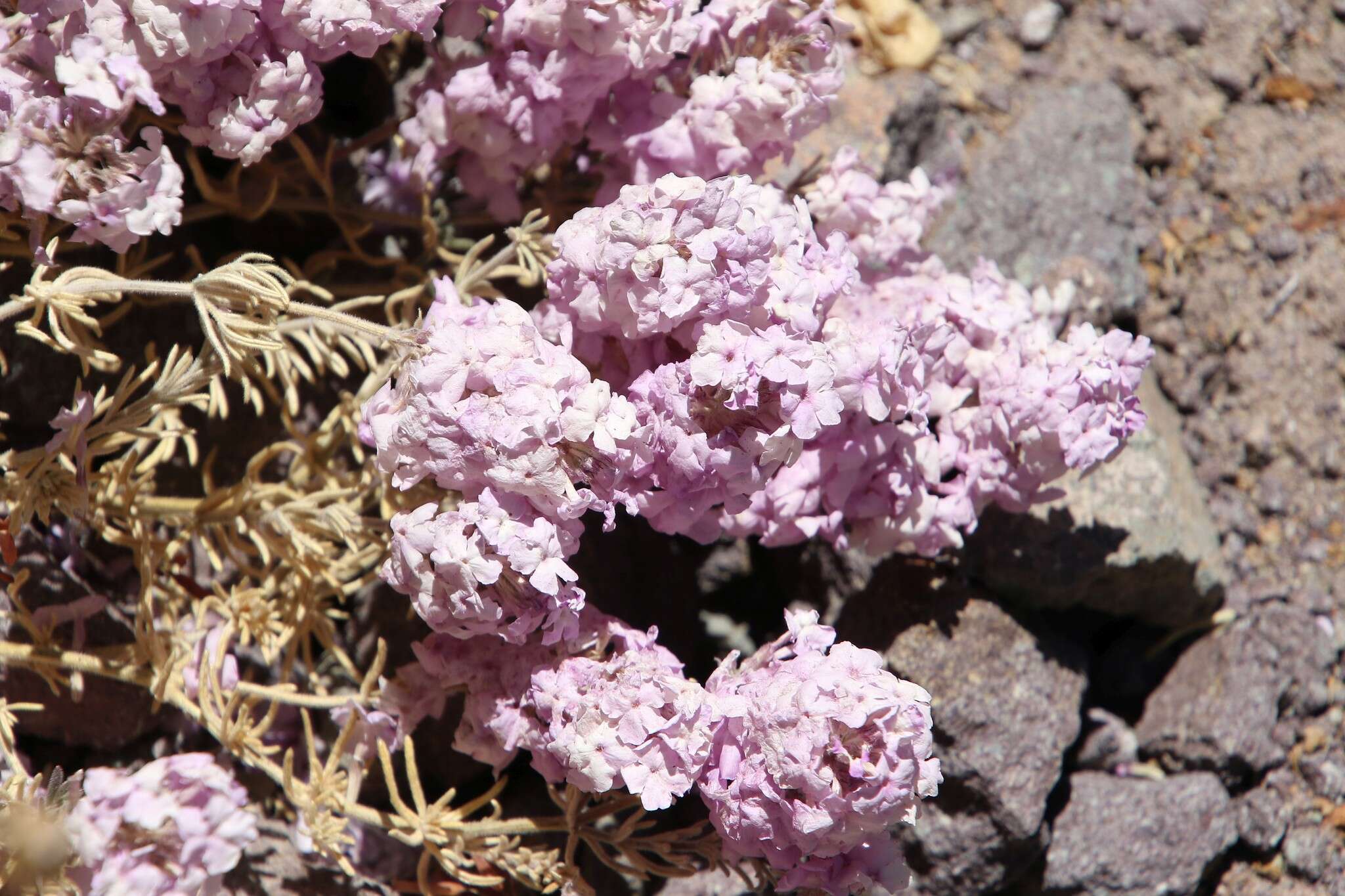 Image of Glandularia gynobasis (Wedd.) N. O'Leary & P. Peralta