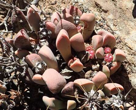 Image of Cerochlamys pachyphylla (L. Bol.) L. Bol.