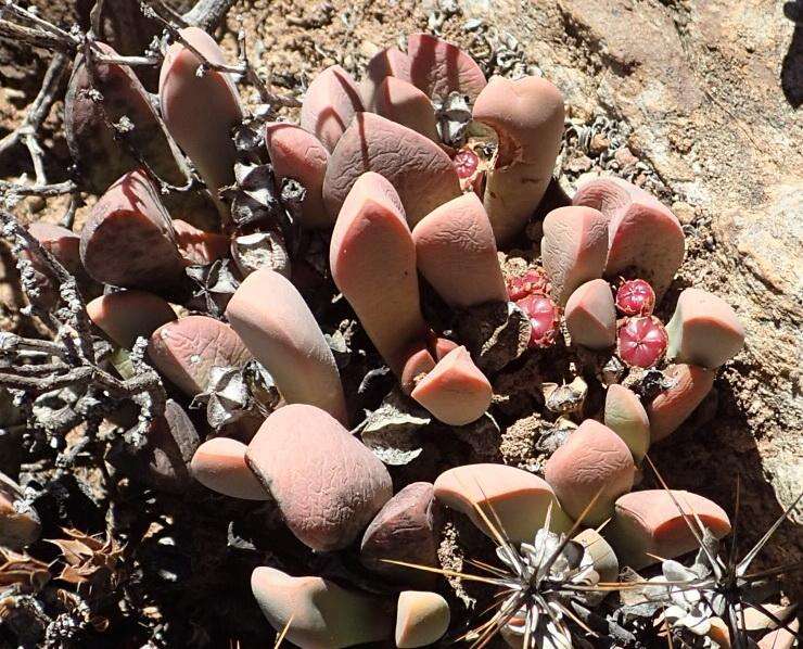 Plancia ëd Cerochlamys pachyphylla (L. Bol.) L. Bol.