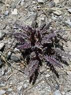 صورة Pedicularis semibarbata var. charlestonensis Pennell & Clokey