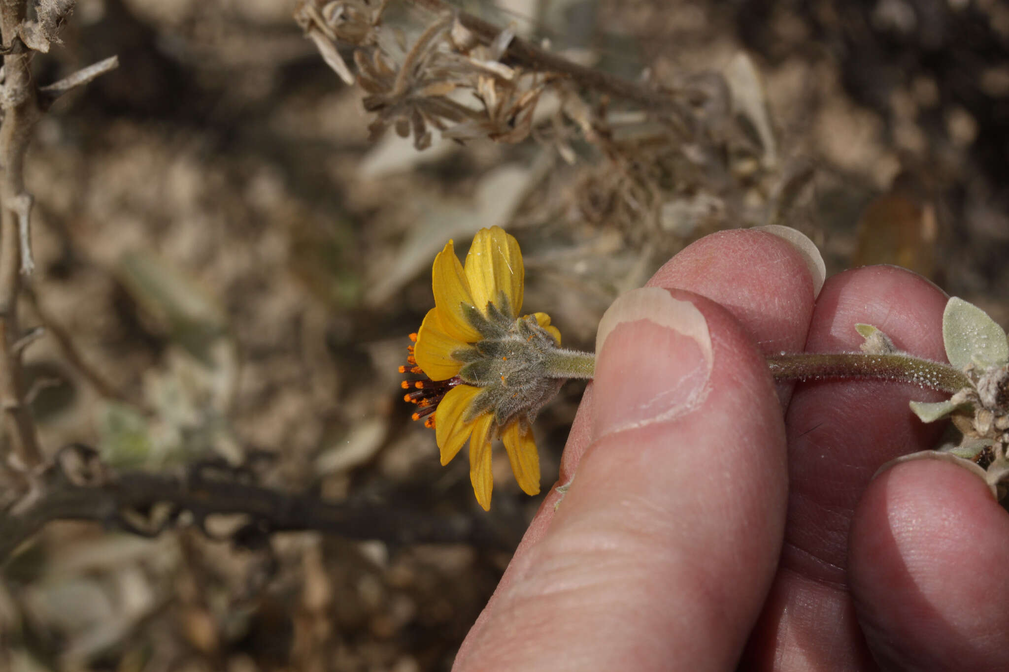 Sivun Encelia canescens Lam. kuva