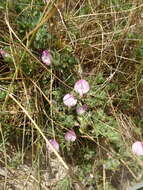 Ononis spinosa subsp. procurrens (Wallr.) Briq.的圖片
