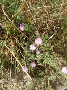 Ononis spinosa subsp. procurrens (Wallr.) Briq.的圖片