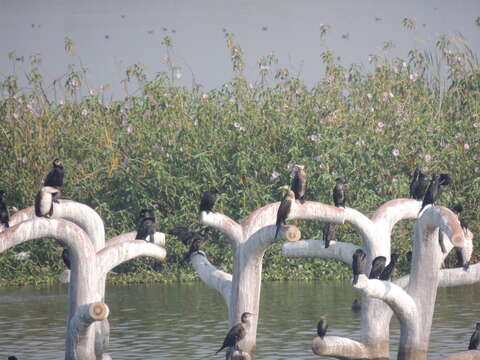 Image of Indian Cormorant