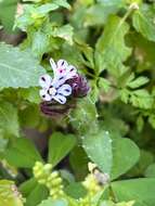 Image de Anchusella variegata (L.) M. Bigazzi, E. Nardi & F. Selvi