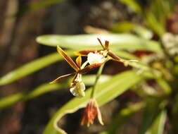 Image de Prosthechea squalida (Lex.) Soto Arenas & Salazar