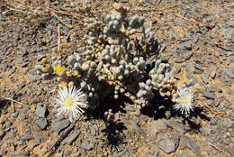 Image of Mesembryanthemum tetragonum Thunb.