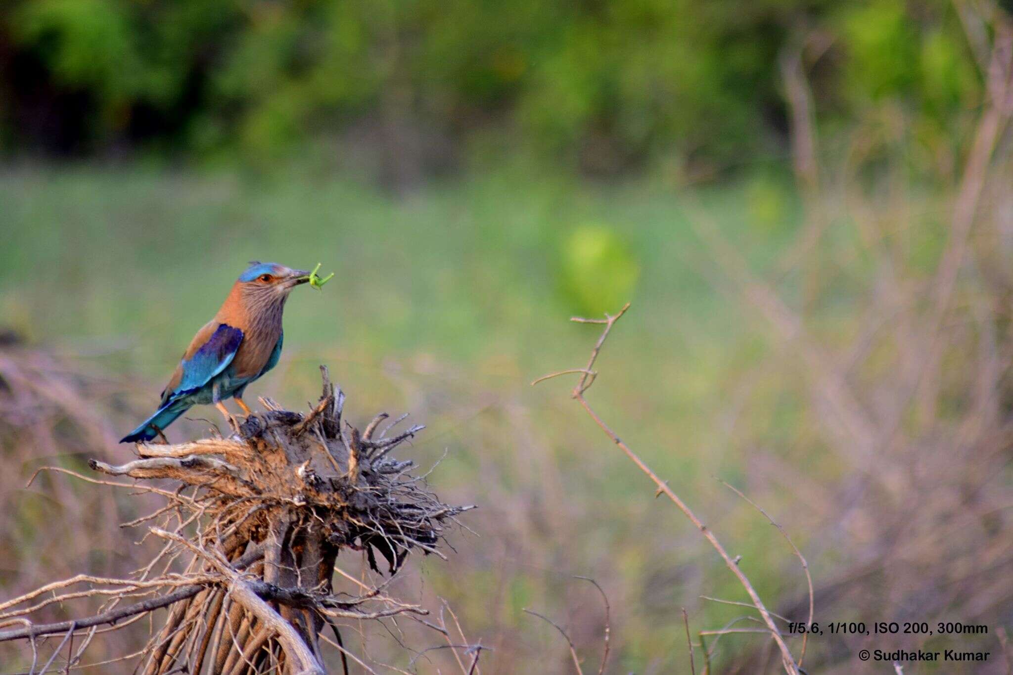 Imagem de Coracias benghalensis benghalensis (Linnaeus 1758)