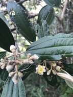 Image of Miconia versicolor Naud.