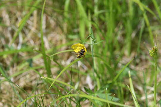 Image of Marsh Hoverfly