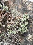 Image of thymeleaf buckwheat