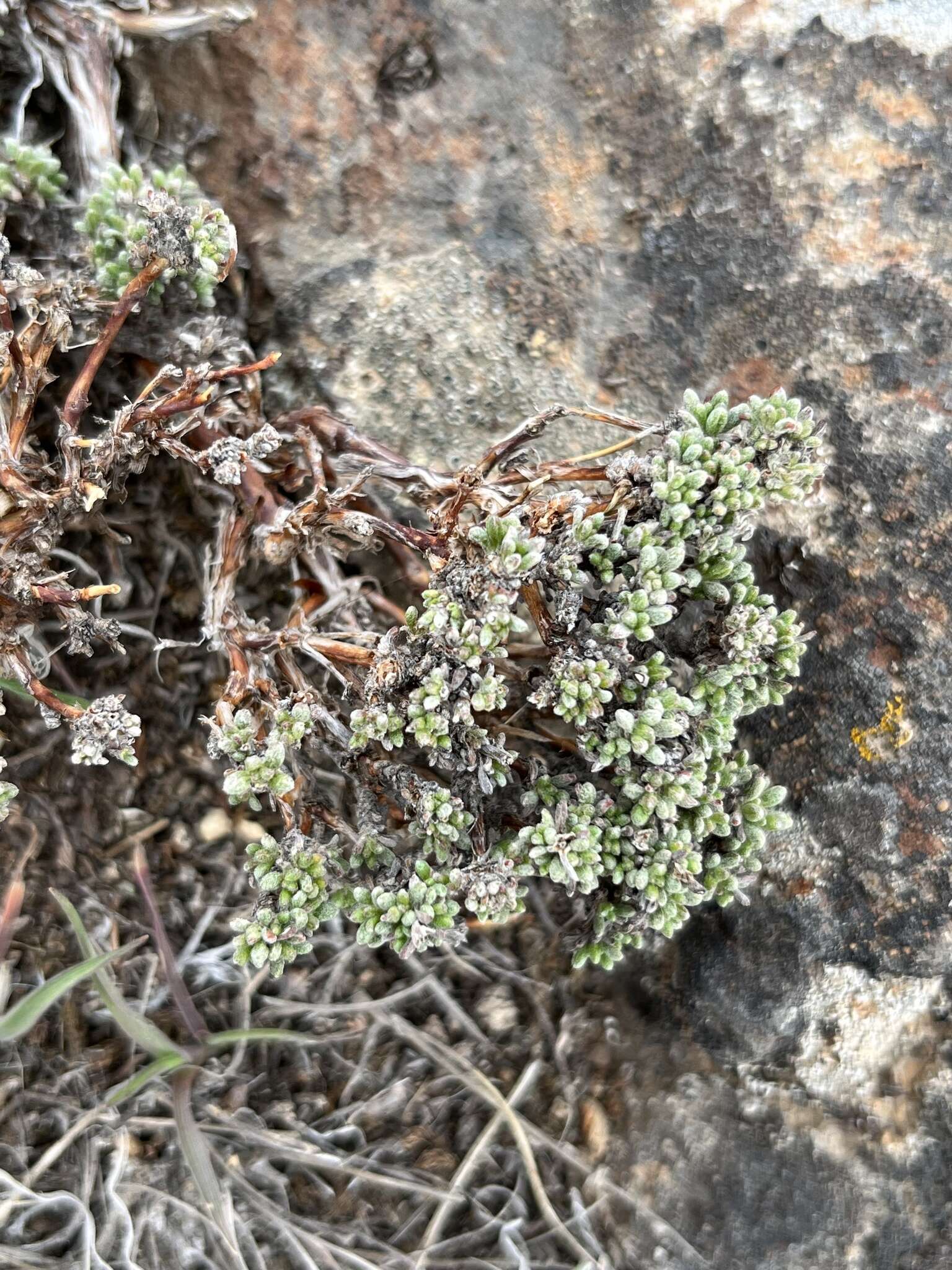 Eriogonum thymoides Benth. resmi