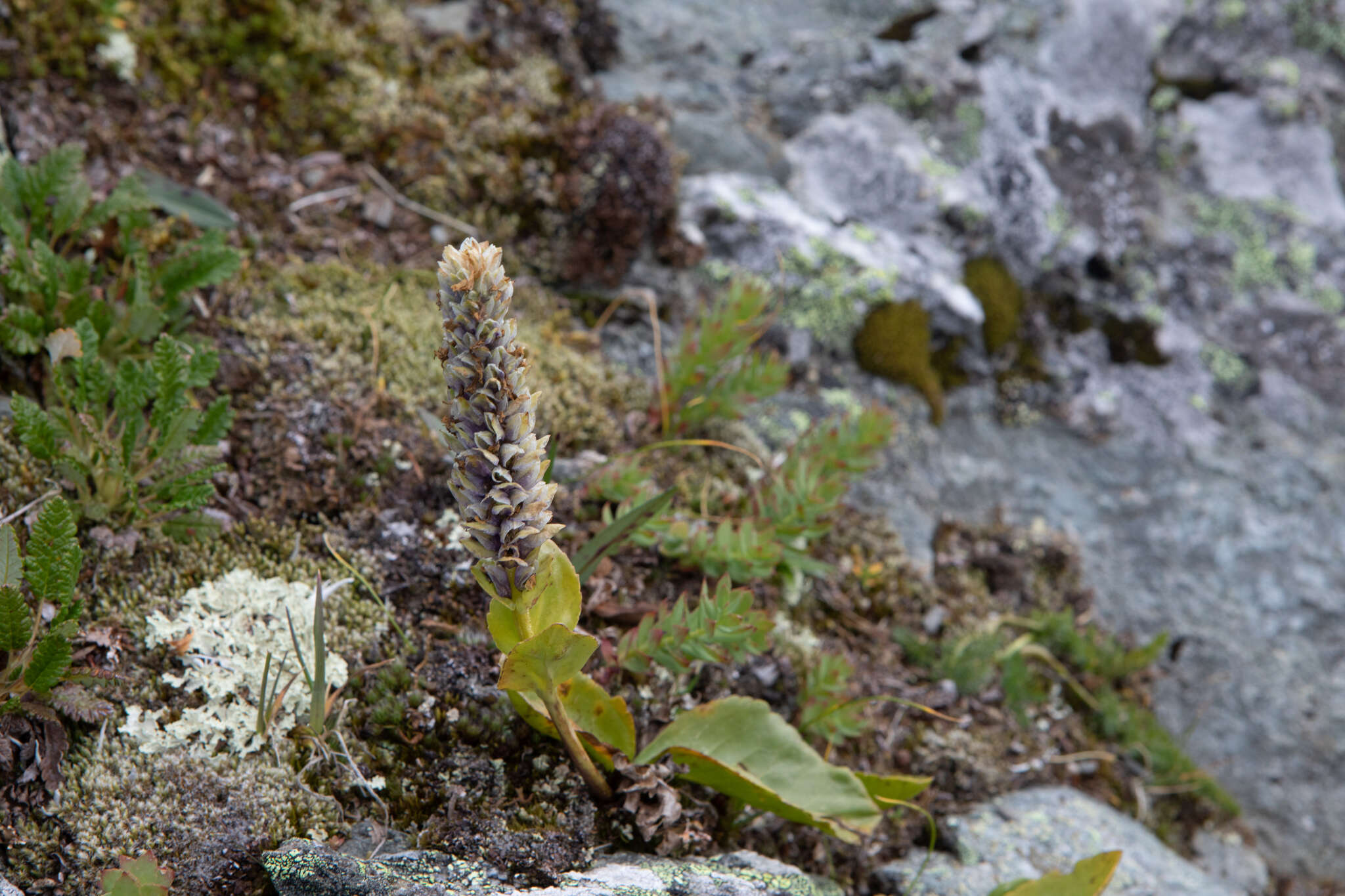 Слика од Lagotis minor (Willd.) Standley