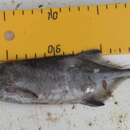 Image of Trunkfish