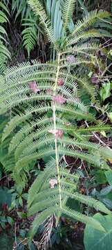 Image of Glaphyropteridopsis erubescens (Wall. ex Hook.) Ching