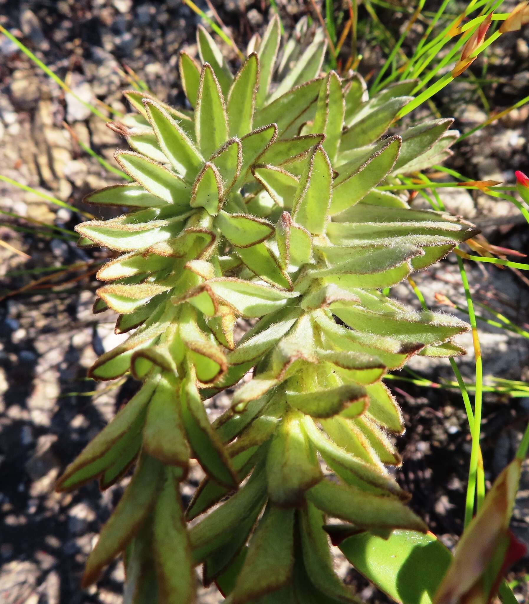 Plancia ëd Syncarpha variegata (Berg.) B. Nord.