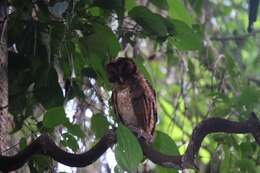 Image of Minahassa Barn Owl