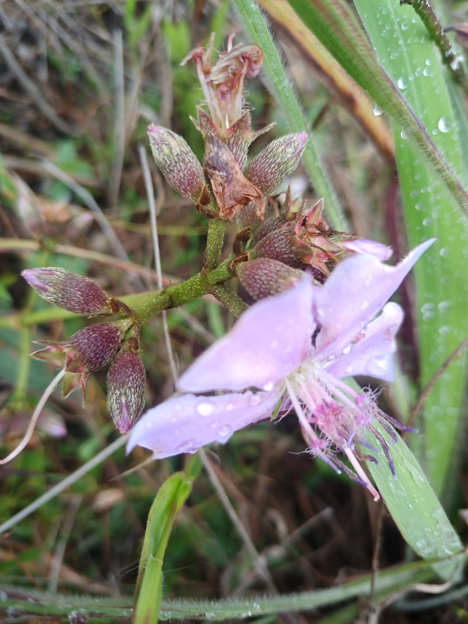 Pleroma aegopogon (Naud.) Triana resmi