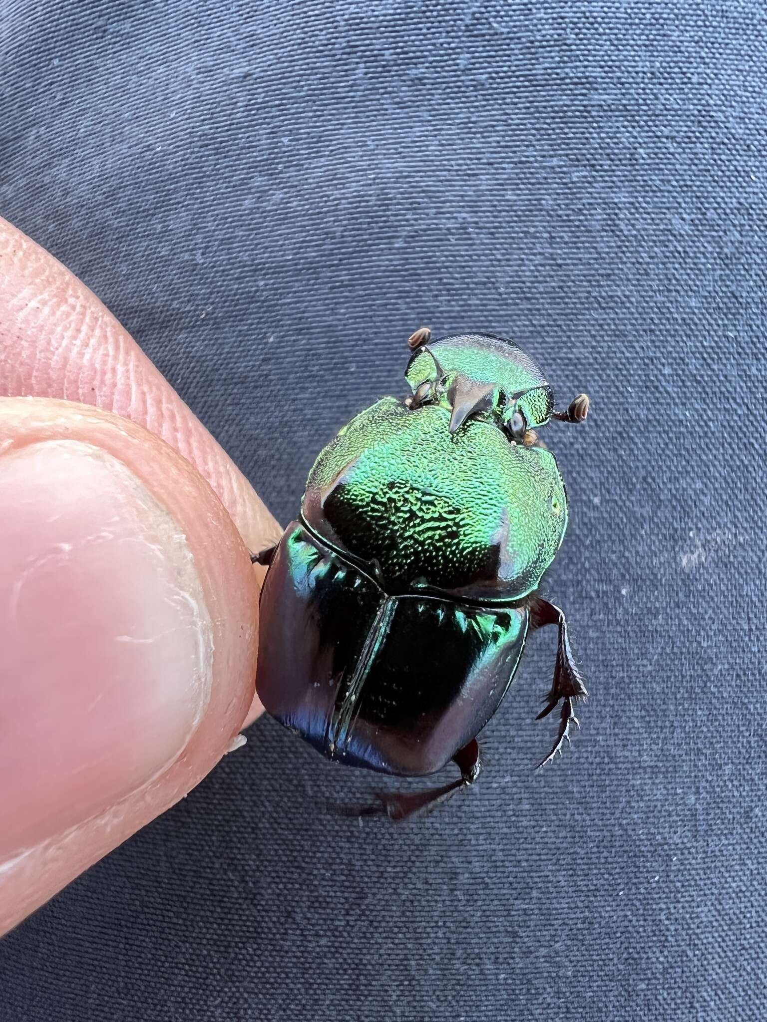 Imagem de Phanaeus (Phanaeus) borealis Olsoufieff 1924