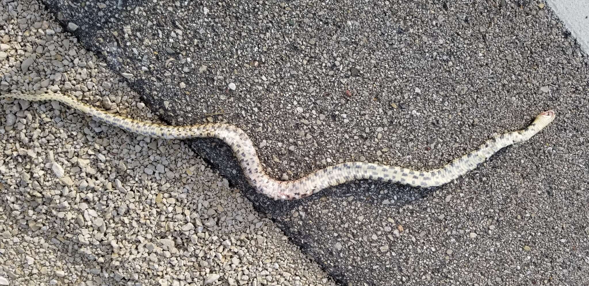 Image of Pantherophis ramspotti Crother, White, Savage, Eckstut, Graham & Gardner 2011