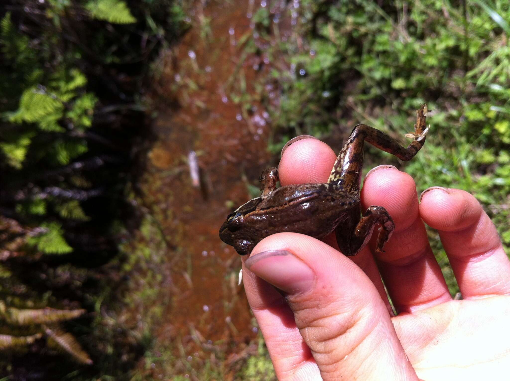 Image of Northern Red-legged Frog