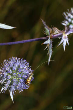 Imagem de Nemophora dumerilella (Duponchel 1839)