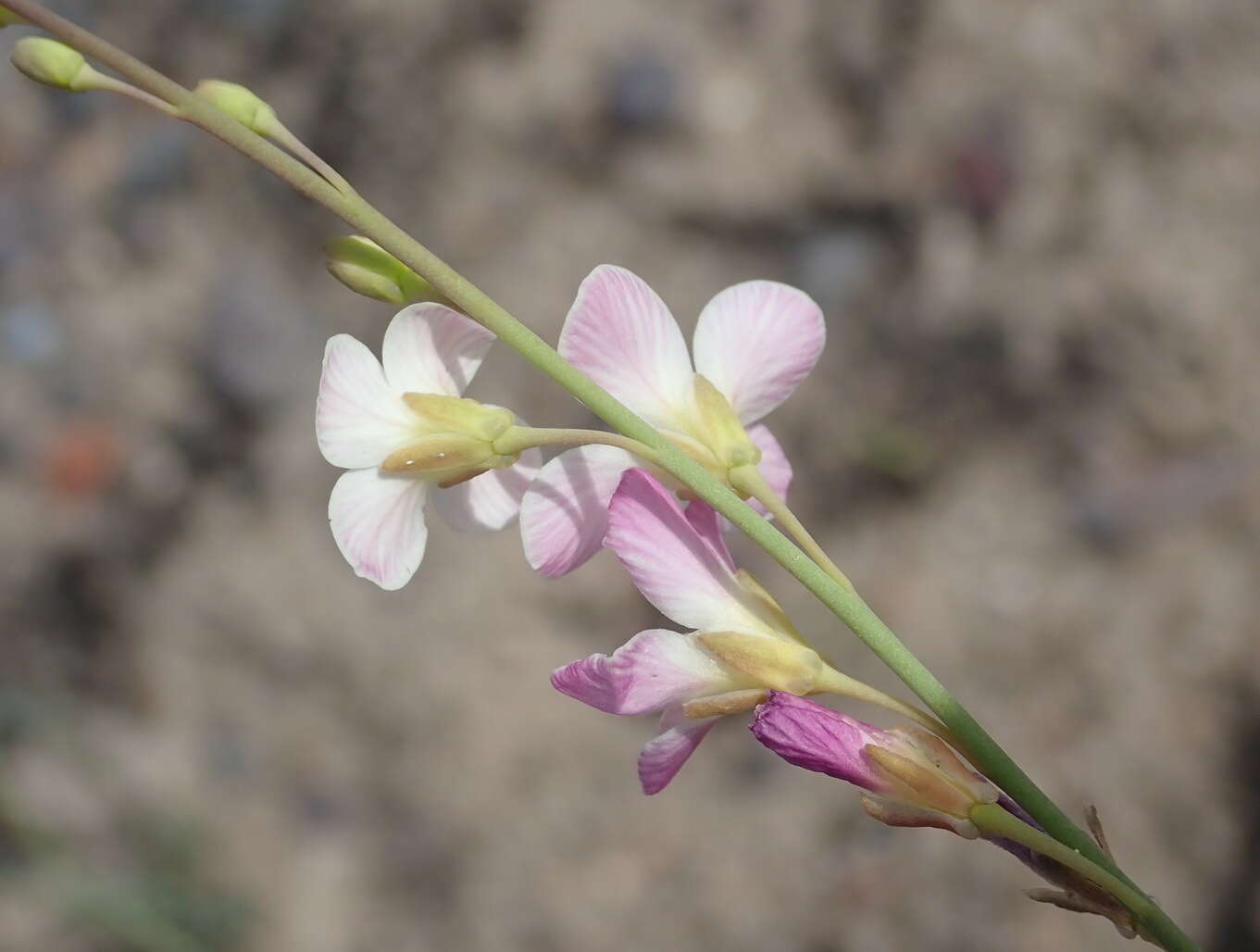 Image of Heliophila glauca Burch. ex DC.