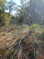 Image of Camphor shot borer