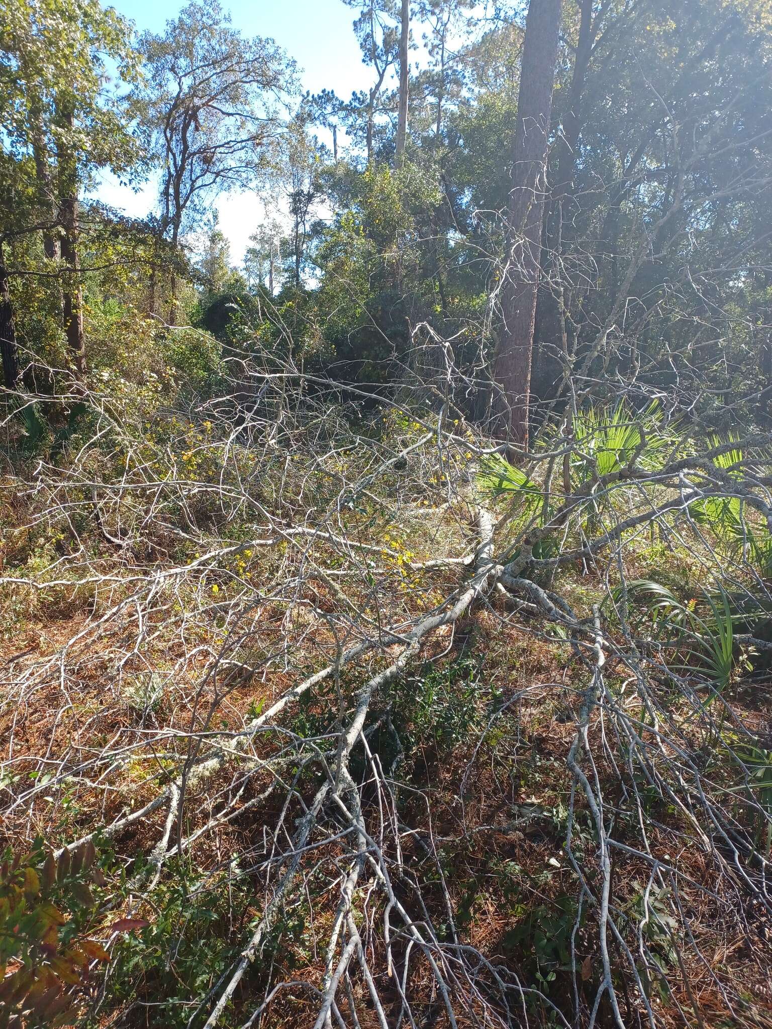 Image of Camphor shot borer