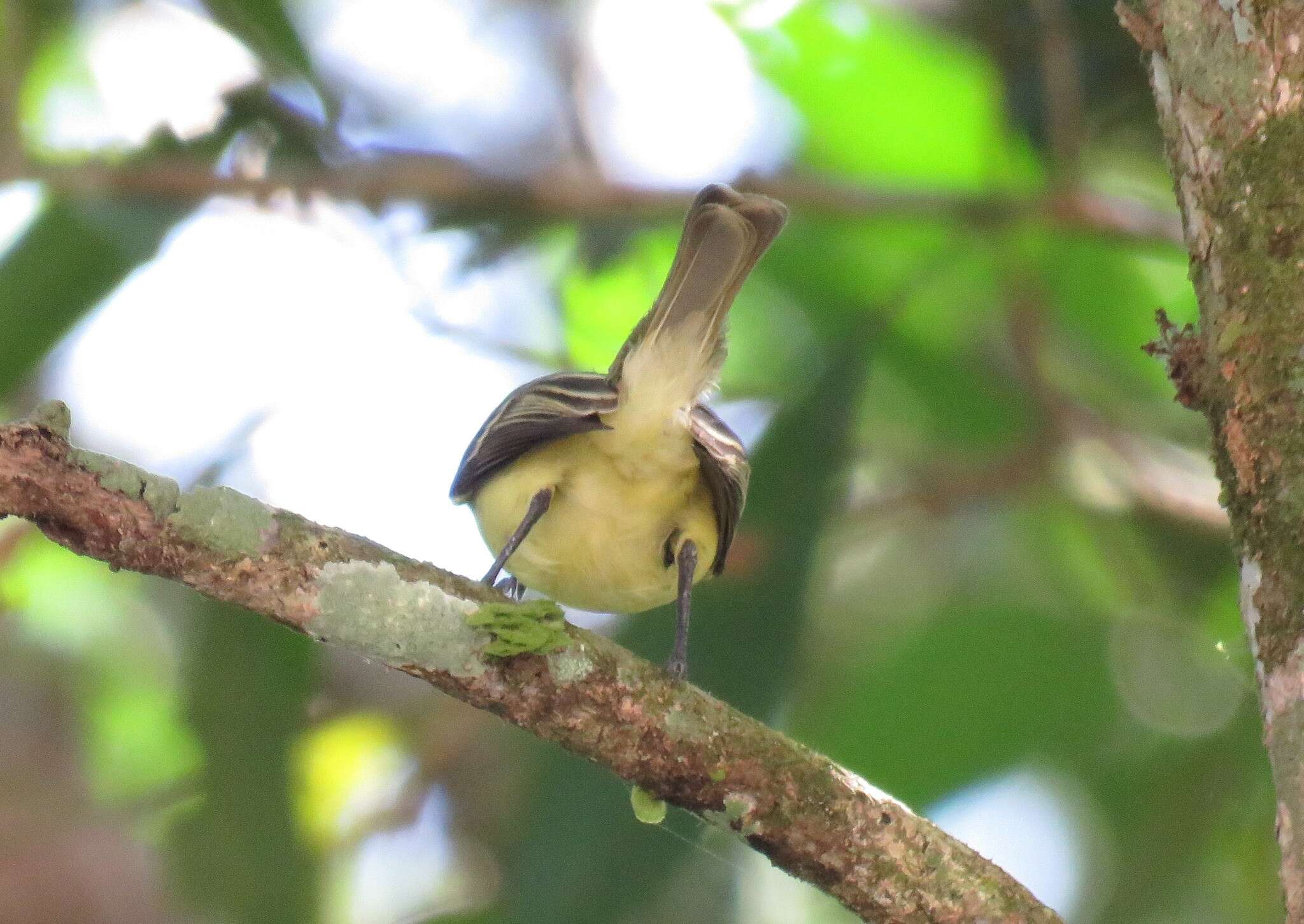 Image of White-fronted Tyrannulet