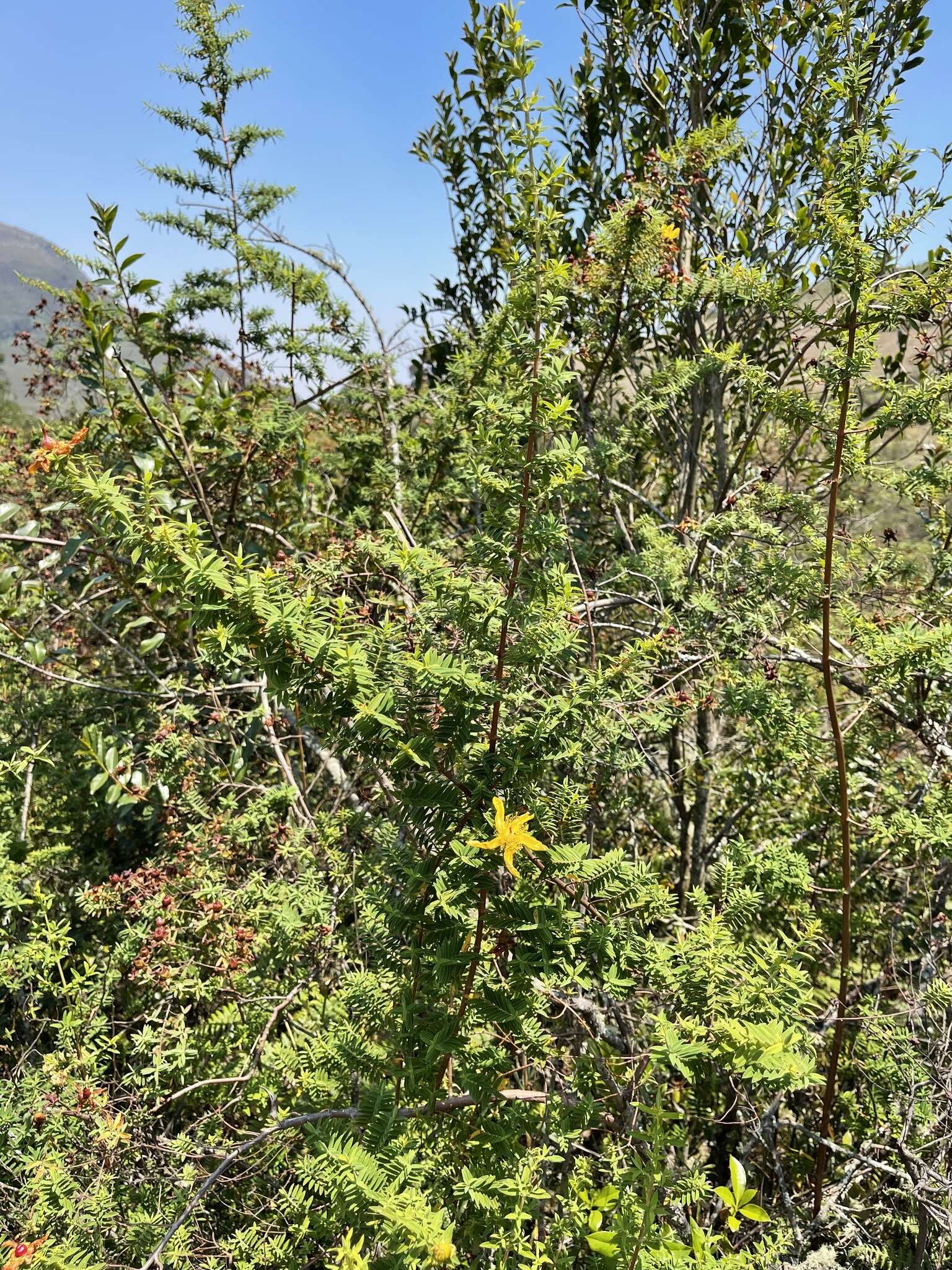 Image of Hypericum revolutum Vahl