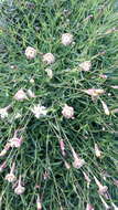 Image of Silene saxifraga L.