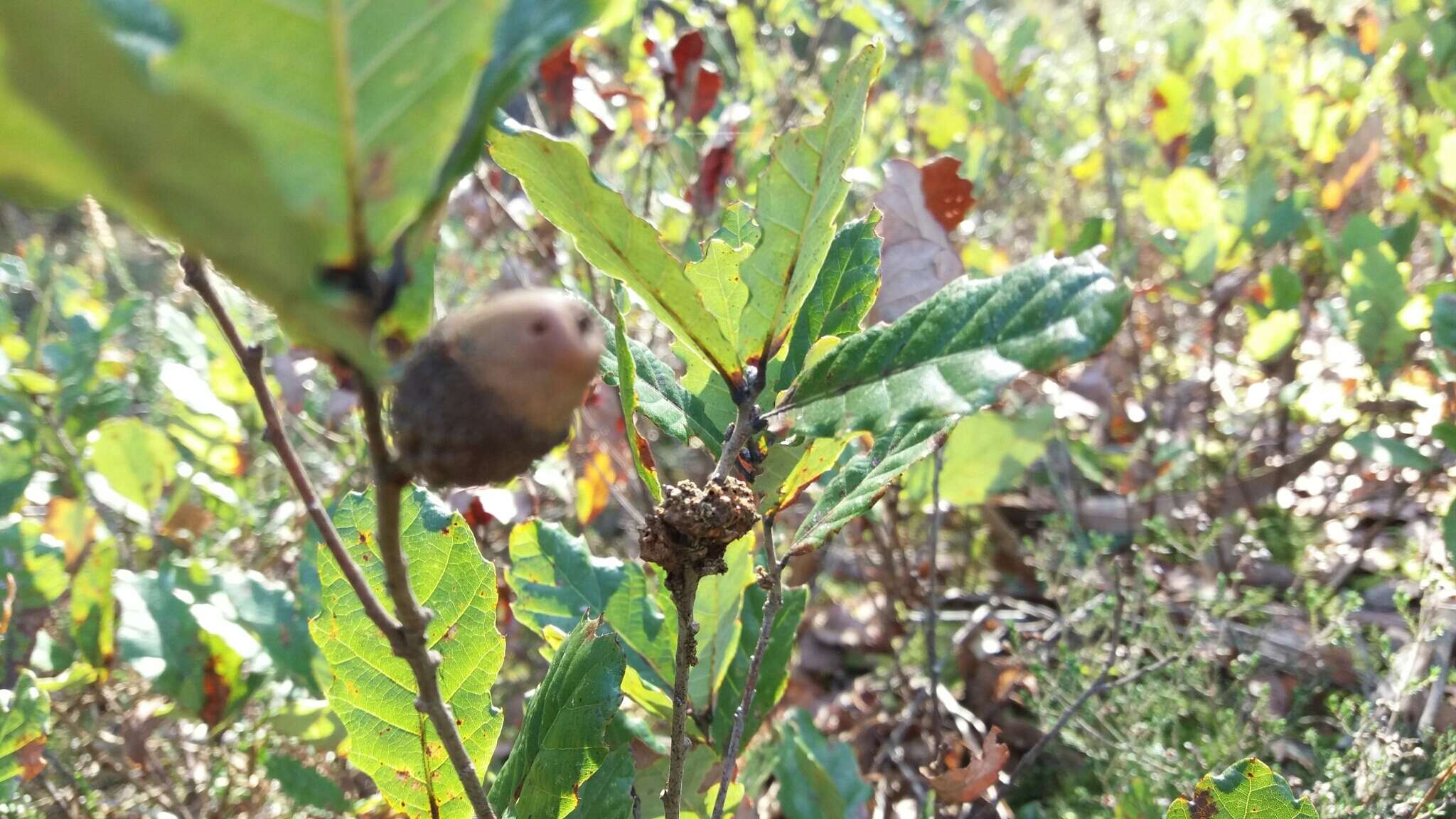 Image of Quercus lusitanica Lam.