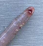 Image of Southern Blind Snake