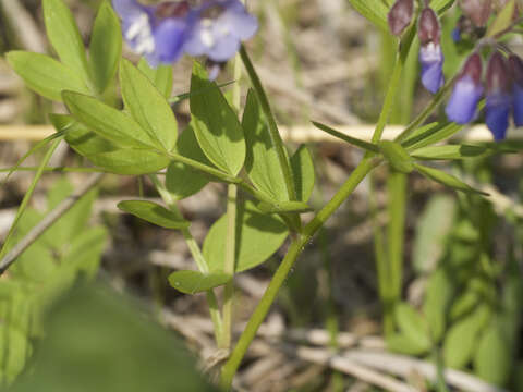 Image of Greek valerian