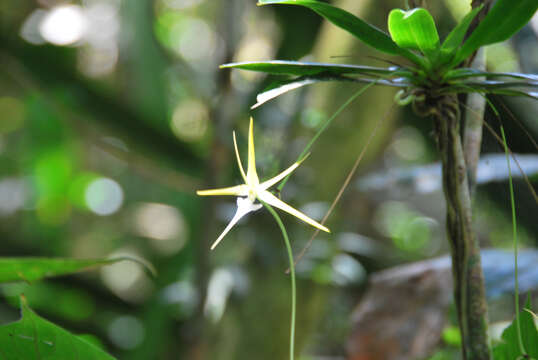 Image of Aeranthes schlechteri Bosser