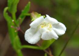 Imagem de Mimulus gracilis R. Br.