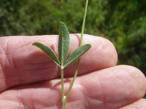 Image of Lotononis prostrata (L.) Benth.