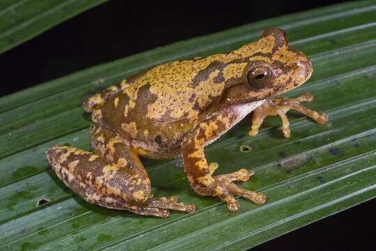 صورة Ptychohyla macrotympanum (Tanner 1957)