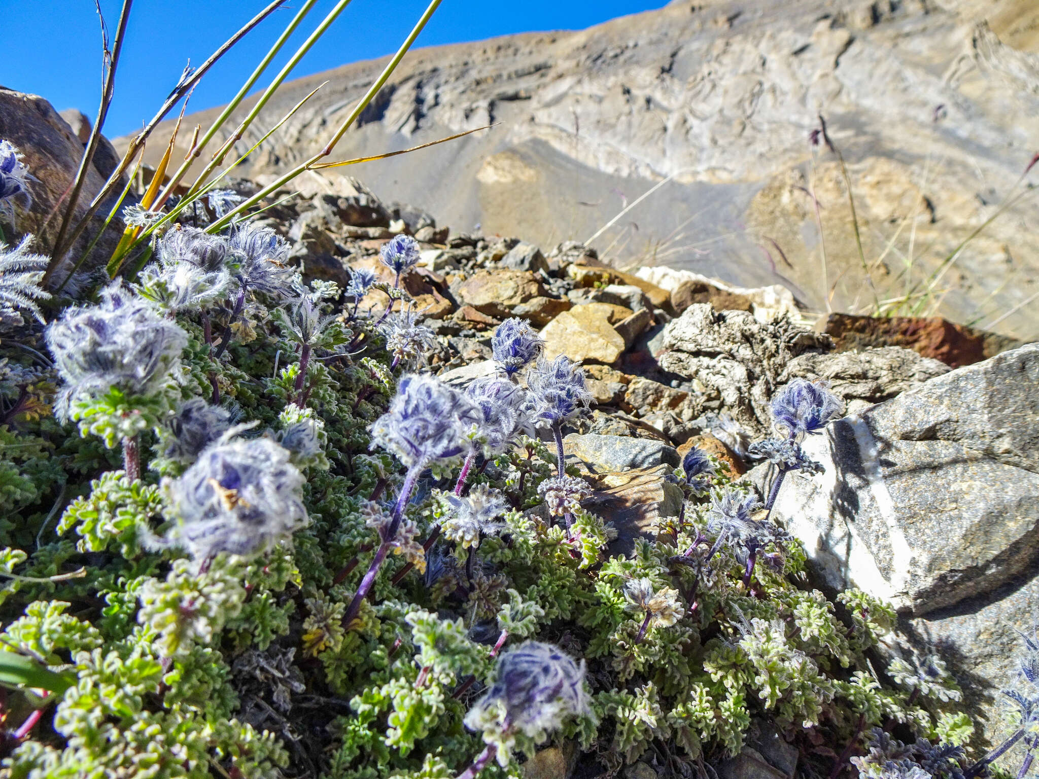 Plancia ëd Nepeta longibracteata Benth.