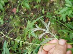 Imagem de Artemisia mongolica (Fischer ex Bess.) Nakai